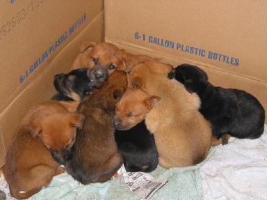  Puppies on Snopes Com  Abandoned Puppies