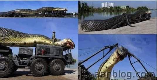 Was The World S Largest Snake Captured In The Amazon